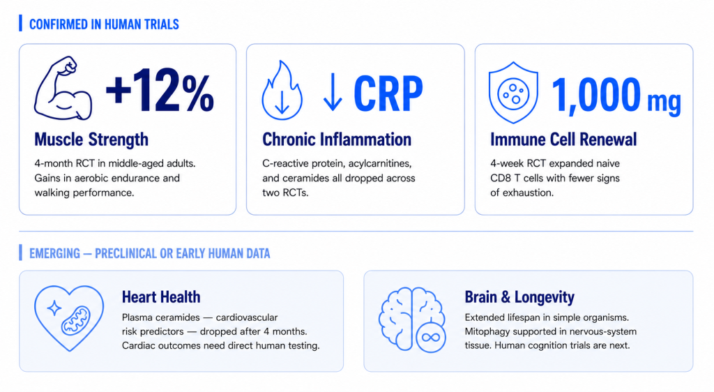 Benefits of Urolithin A from clinical trials