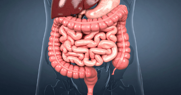 A 3D medical illustration showing a close-up view of the human digestive system, highlighting the small and large intestines.