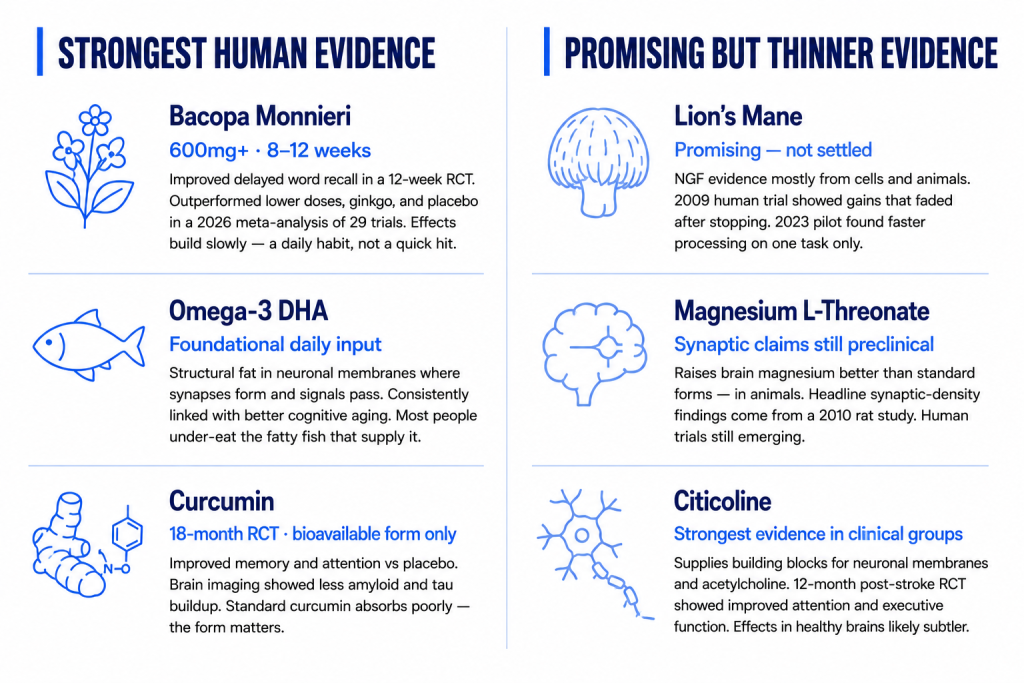 An infographic comparing supplements with the strongest human evidence against those with promising but thinner evidence for cognitive benefits.