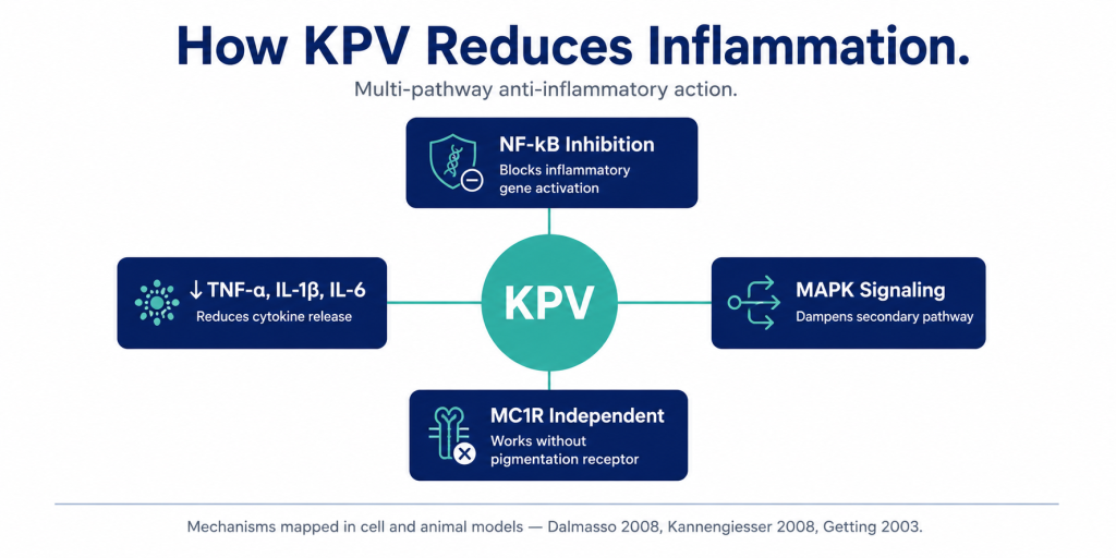 KPV anti-inflammatory mechanism diagram showing four pathways—NF-kB inhibition, reduced cytokines, MAPK signaling modulation, and MC1R-independent activity—connected to a central KPV hub.