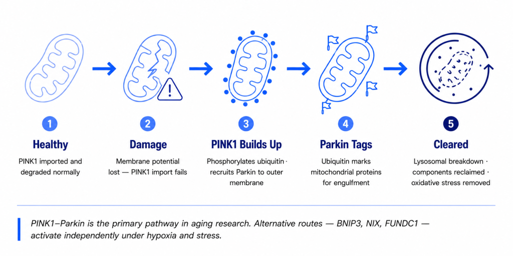 A five-step diagram illustrating how the PINK1-Parkin pathway clears damaged mitochondria through mitophagy.