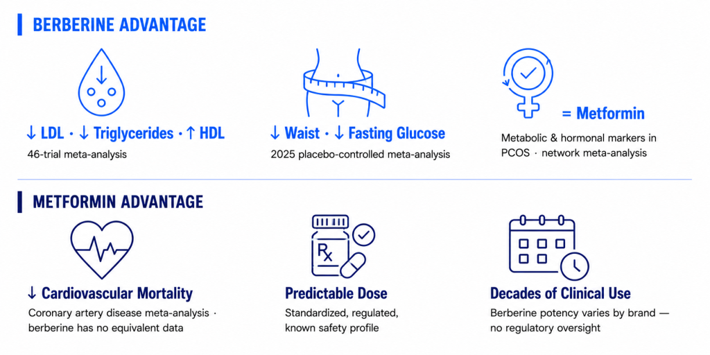 An infographic comparing the health benefits and clinical advantages of berberine versus metformin.