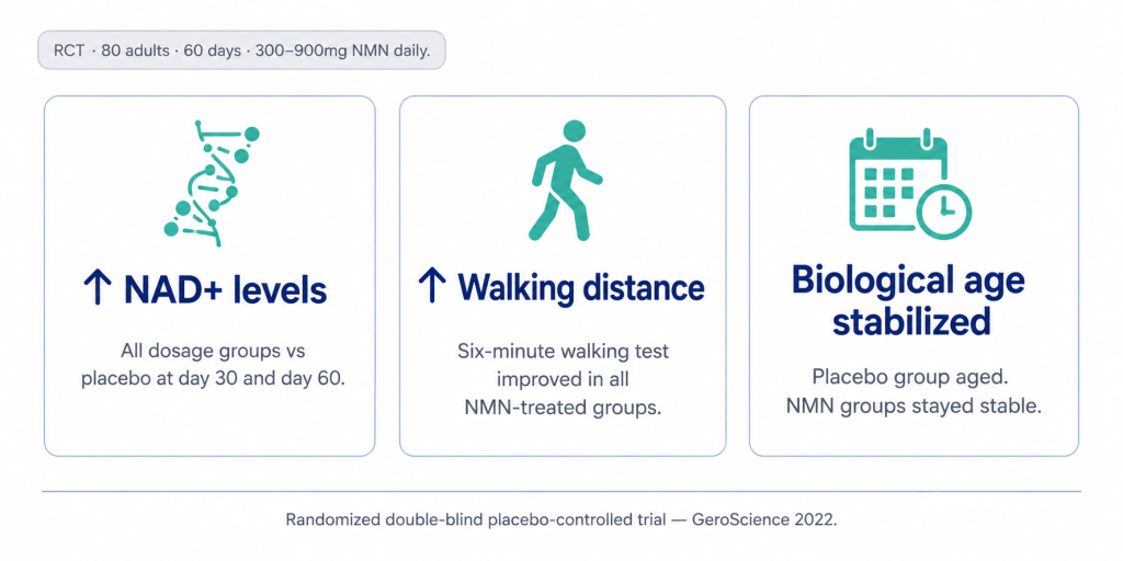 A three-panel diagram showing the health benefits of daily NMN supplementation on NAD+ levels, walking distance, and biological age stabilization.