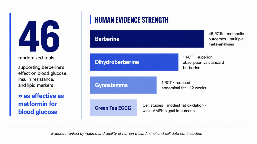 A bar chart comparing the volume and strength of human clinical trial evidence for Berberine, Dihydroberberine, Gynostemma, and Green Tea EGCG.