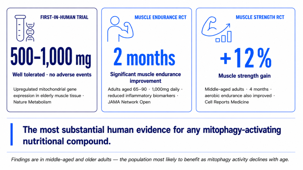An infographic displaying clinical trial results for a mitophagy-activating nutritional compound that improves muscle strength and endurance.