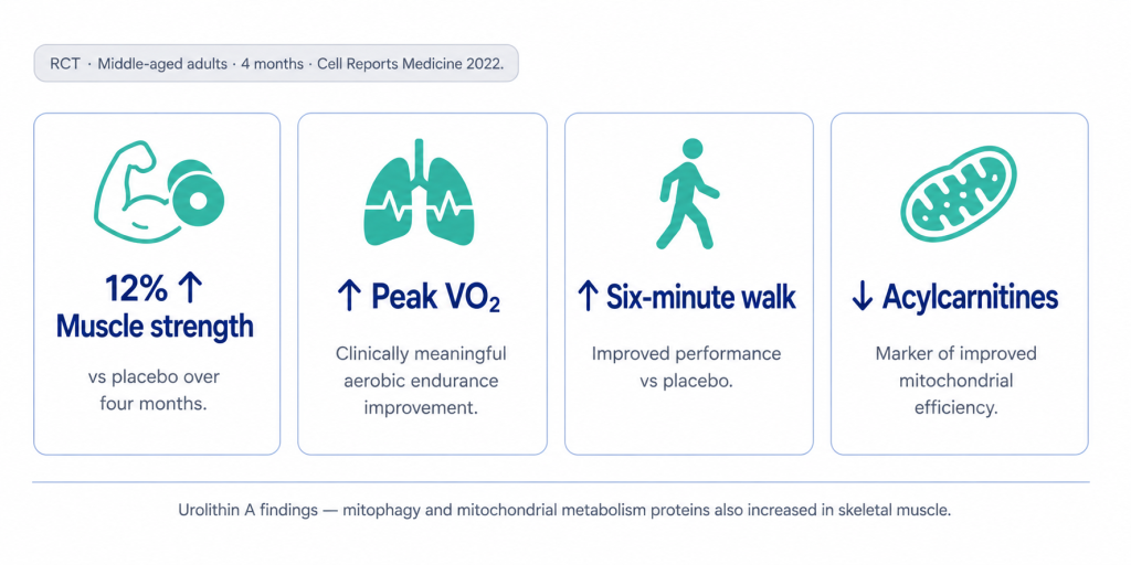 A four-panel infographic detailing the benefits of Urolithin A on muscle strength, peak VO2, walking performance, and mitochondrial efficiency.