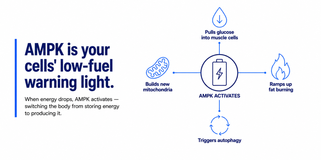An infographic diagram illustrating the physiological effects and cellular energy functions triggered by AMPK activation.