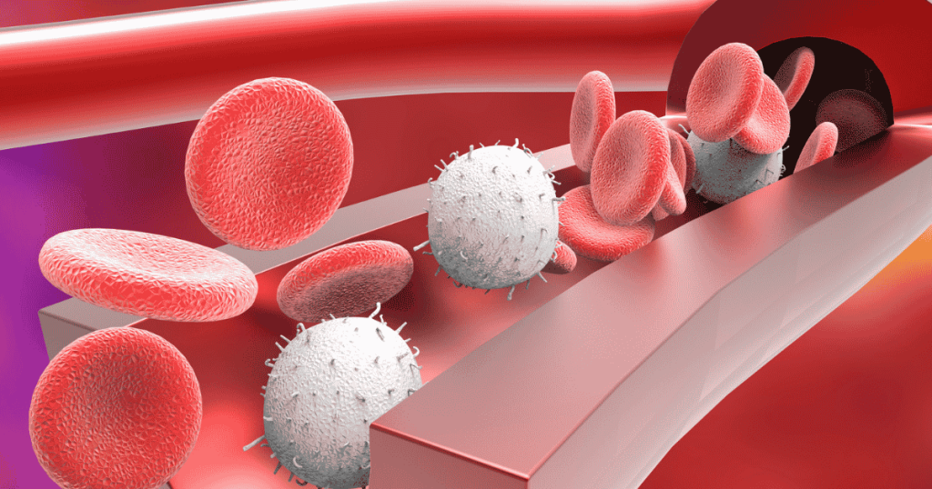 Here are alt text options for the image Biolongivity Science (17).jpg, ranging from a concise summary to a detailed description: Short Alt Text 3D medical illustration showing red blood cells and spiky white blood cells flowing through a cutaway section of a red blood vessel.