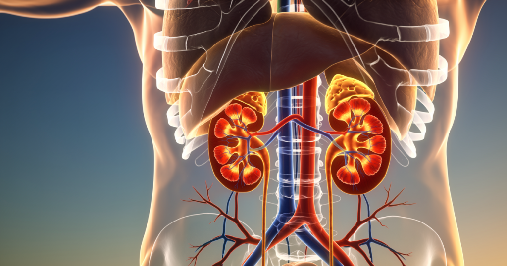 A 3D cross-section illustration of human kidneys and blood vessels in a transparent torso.