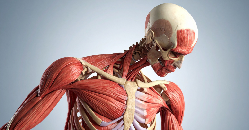 3D anatomical rendering of a human upper body showcasing the muscular and skeletal systems from the waist up, viewed from a side angle.