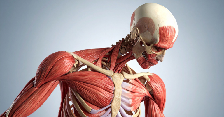 3D anatomical rendering of a human upper body showcasing the muscular and skeletal systems from the waist up, viewed from a side angle.
