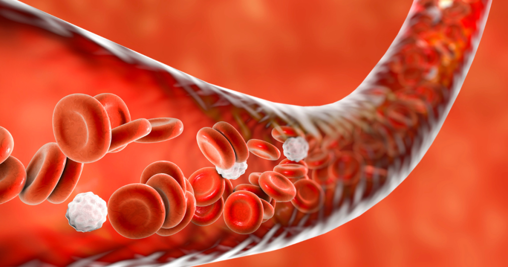 illustration of red and white blood cells flowing through a blood vessel.