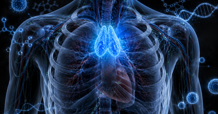 A 3D anatomical rendering showing a glowing blue thymus gland situated inside a translucent human chest cavity.