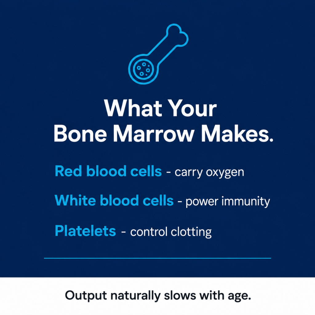 Infographic summarizing bone marrow production—red blood cells, white blood cells, and platelets—and noting that output slows with age.