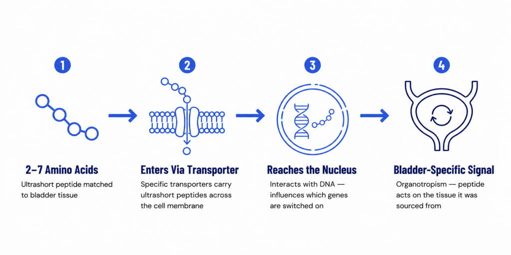 A 4-step diagram illustrating how ultrashort peptides cross cell membranes and reach the nucleus to deliver organ-specific signals to bladder tissue.