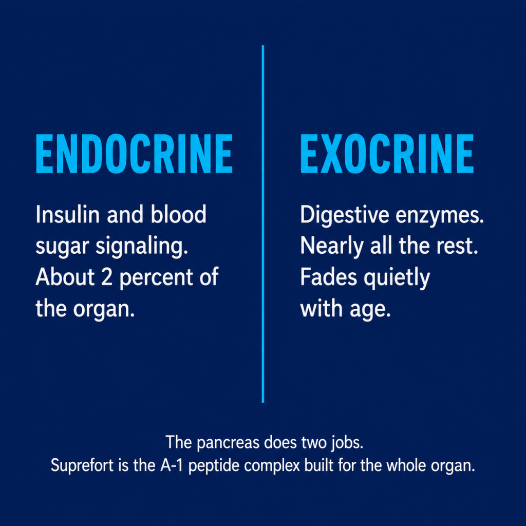 A graphic contrasting the endocrine and exocrine functions of the pancreas to highlight Suprefort peptide complex support.