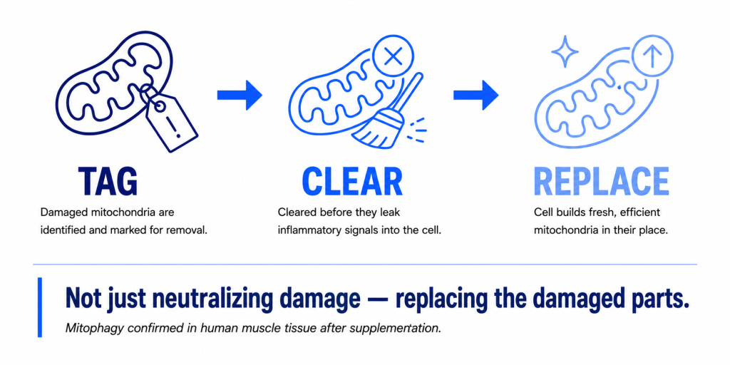 How Urolithin A works