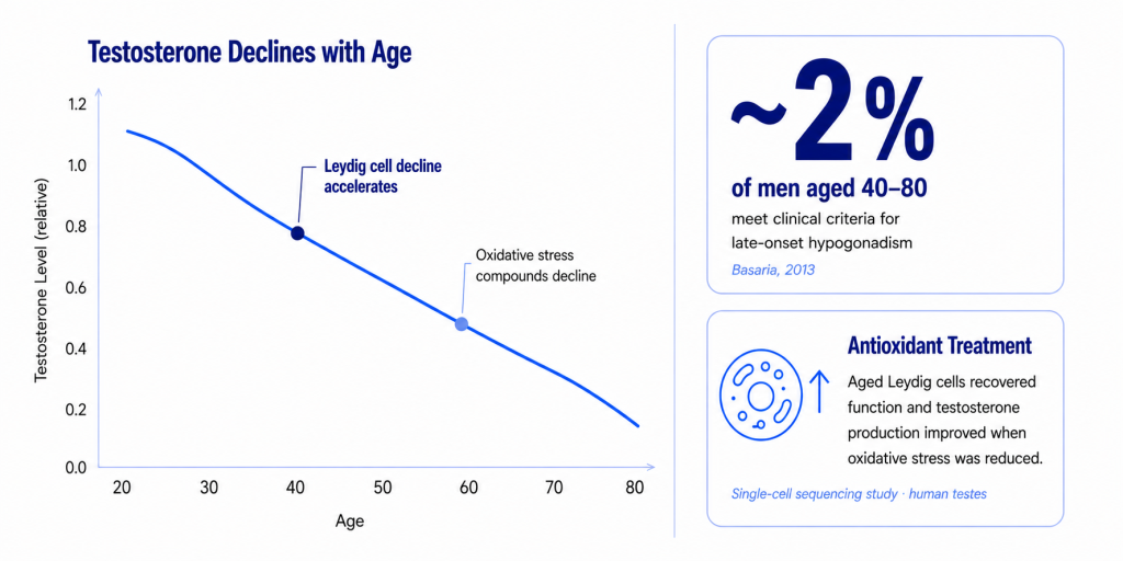 infographic showing the decline of testosterone with age
