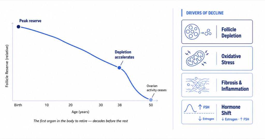 An infographic featuring a graph that shows the decline of ovarian follicle reserve over a lifespan, alongside key drivers of decline such as follicle depletion, oxidative stress, fibrosis, and hormone shifts.