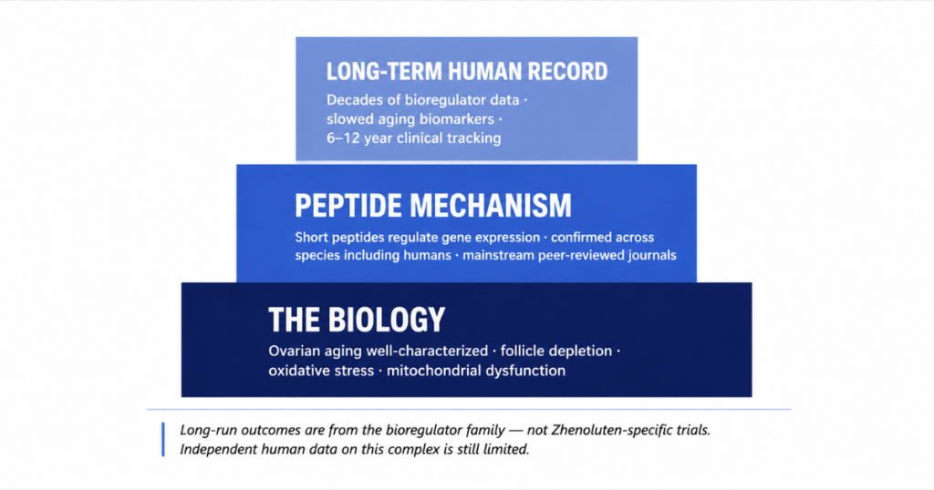 A three-tiered pyramid graphic detailing the evidence base for ovarian bioregulators, spanning basic biology, peptide mechanisms, and long-term human data.