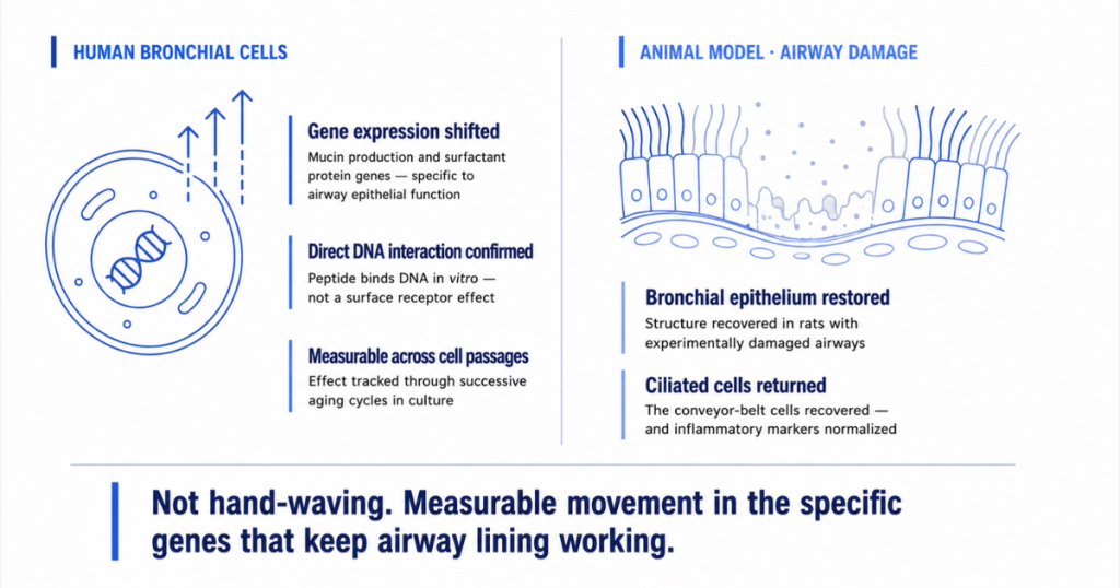 An infographic illustrating the effects of peptides on human bronchial cells and animal models of airway damage.