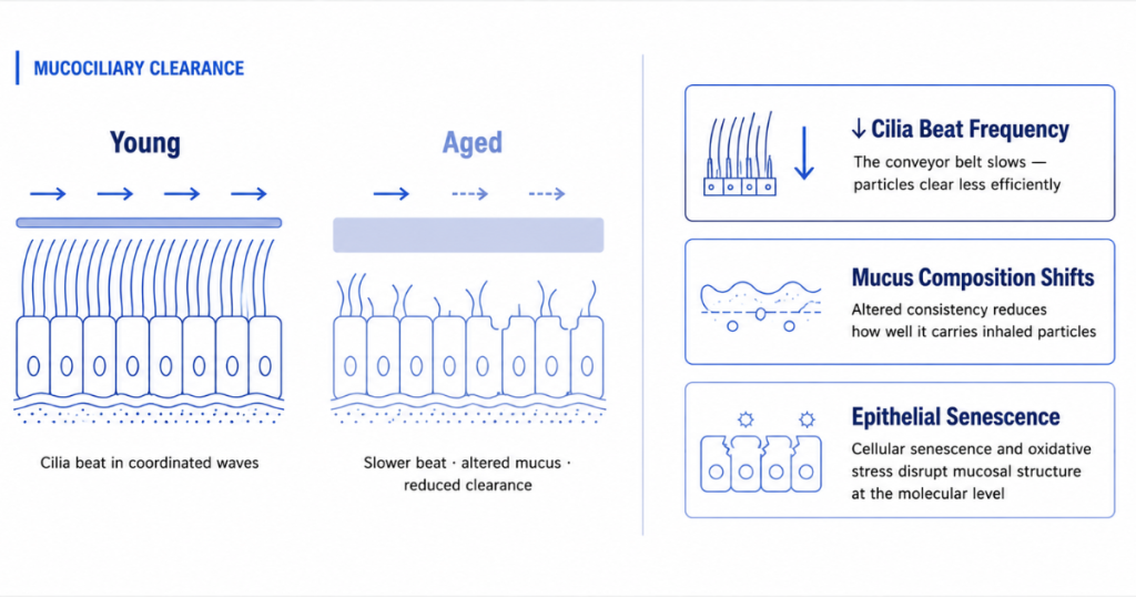 An infographic comparing young and aged mucociliary clearance, detailing factors like cilia beat frequency, mucus composition, and epithelial senescence.