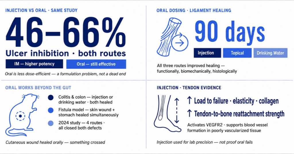 A four-panel medical infographic comparing injection and oral administration routes across studies on ulcer inhibition, ligament healing, systemic tissue repair in rodents, and tendon strength.