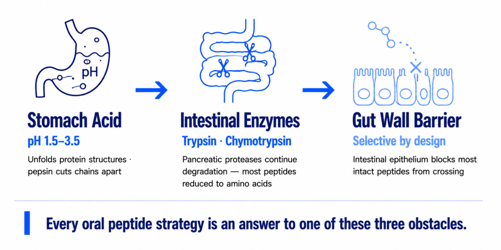 Infographic of the peptide sequence after you swallow It