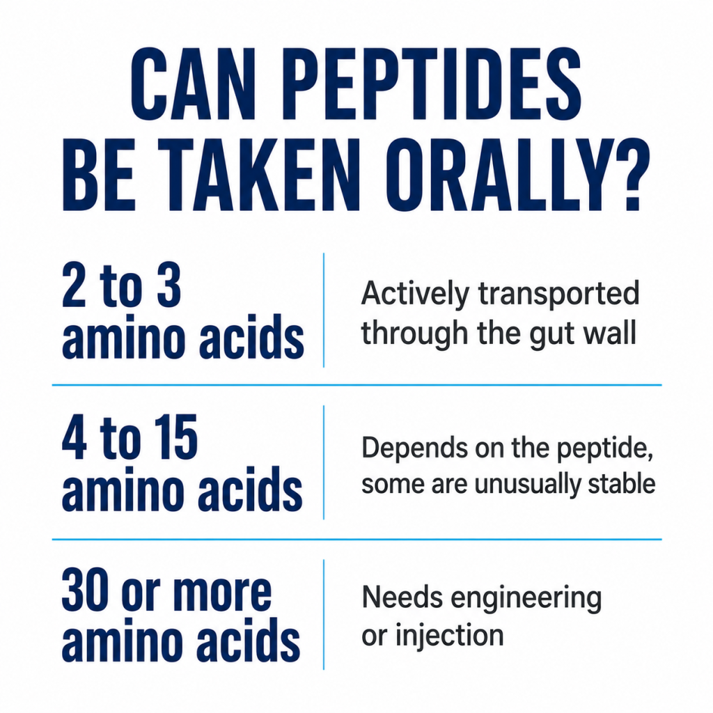 Educational chart detailing oral peptide viability based on amino acid length.