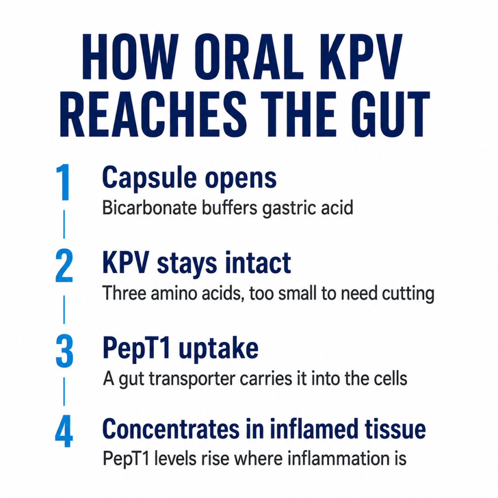 Infographic outlining the four-step process of how oral KPV peptide survives digestion, enters gut cells via PepT1 transporters, and targets inflamed tissue.